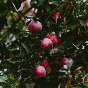 vitalii-khodzinskyi-yVDgBF1_bsY-unsplash vitalii-khodzinskyi-yVDgBF1_bsY-unsplash